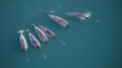 Narwhal Gantikan Peran Ilmuwan Temukan Kejadian Luar Biasa Aneh Di Bawah Greenland