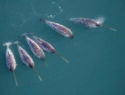 Narwhal Gantikan Peran Ilmuwan Temukan Kejadian Luar Biasa Aneh Di Bawah Greenland